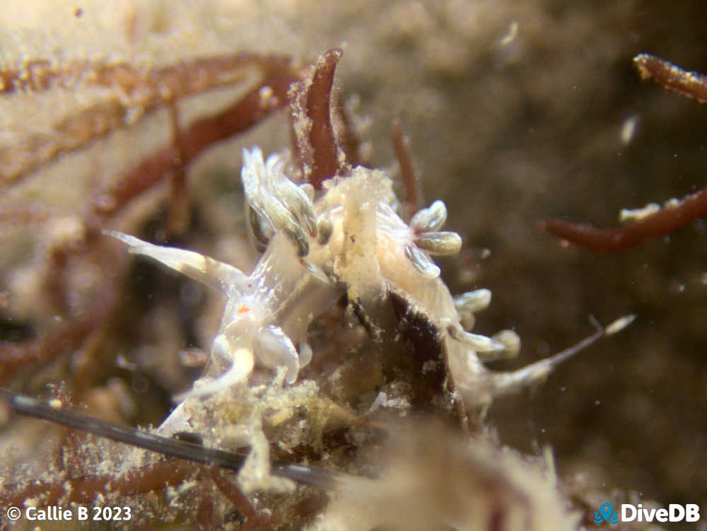 Photo of Createna lineata at Port Noarlunga Jetty. 