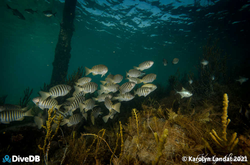 Photo of Zebrafish at Second Valley. 