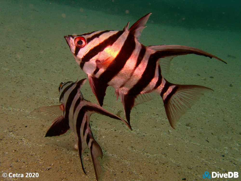 Photo of Old wife at Port Noarlunga Jetty. 