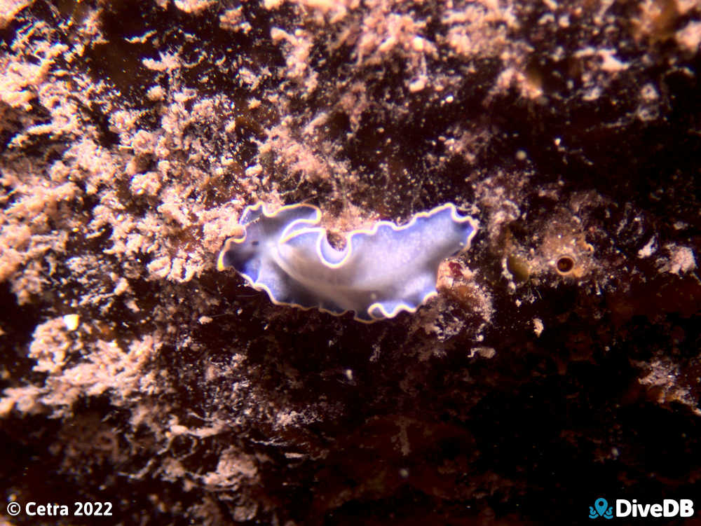 Photo of Blue Flatworm at Edithburgh Jetty. 