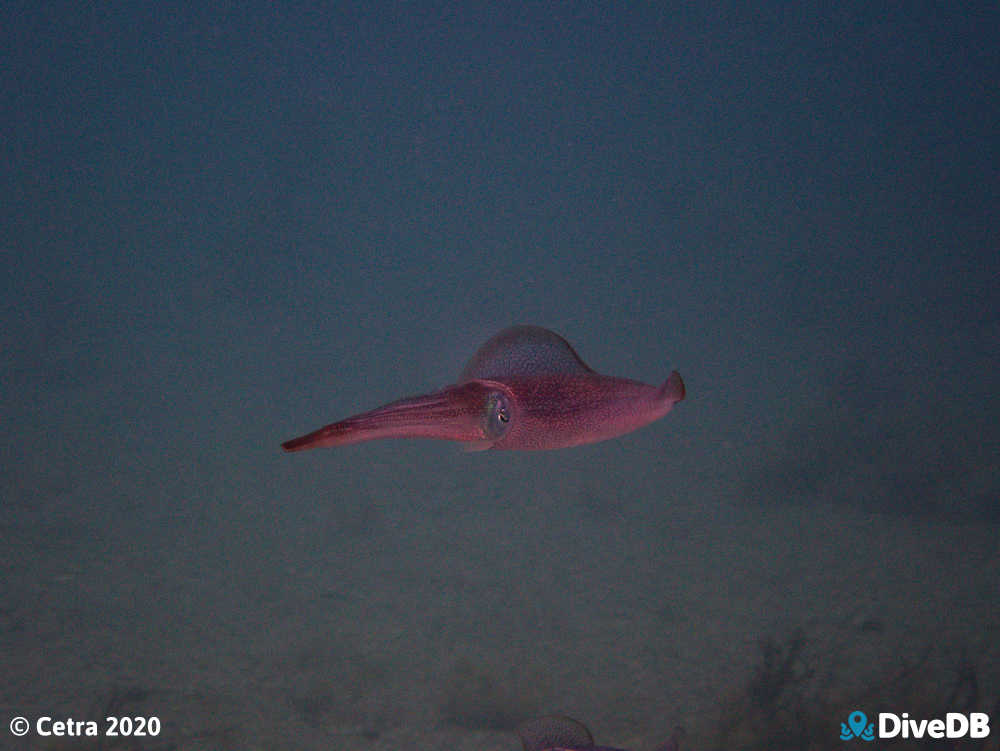 Photo of Squid at Rapid Bay. 