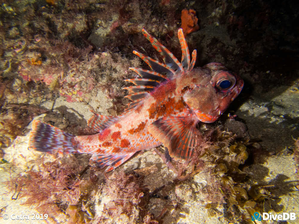 Photo of Gulf Gurnard Perch. 