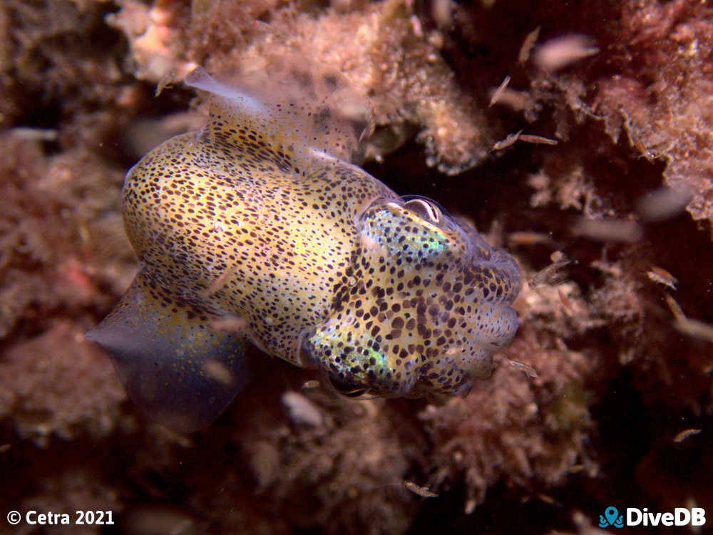 Photo of Bobtail Squid at Edithburgh Jetty. 