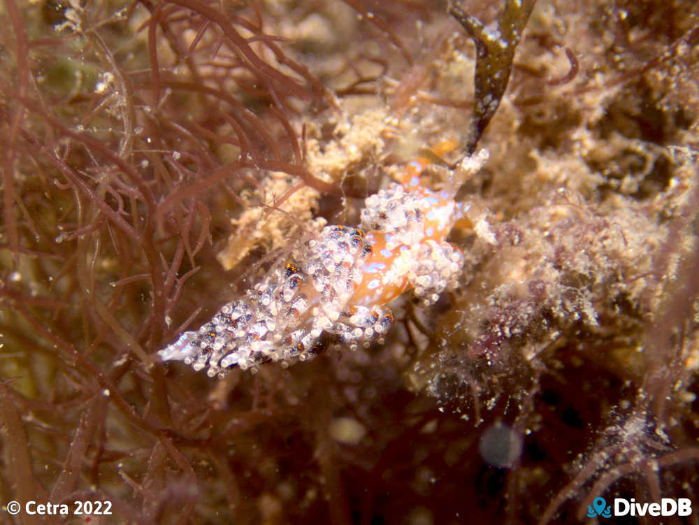 Photo of Austraeolis ornata at Port Noarlunga Jetty. 