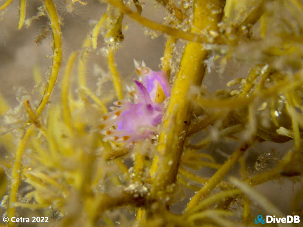 Photo of Flamboyant at Port Noarlunga Jetty. 