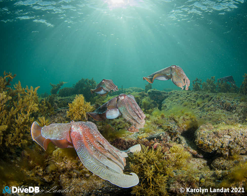 Photo at Whyalla Cuttlefish. 