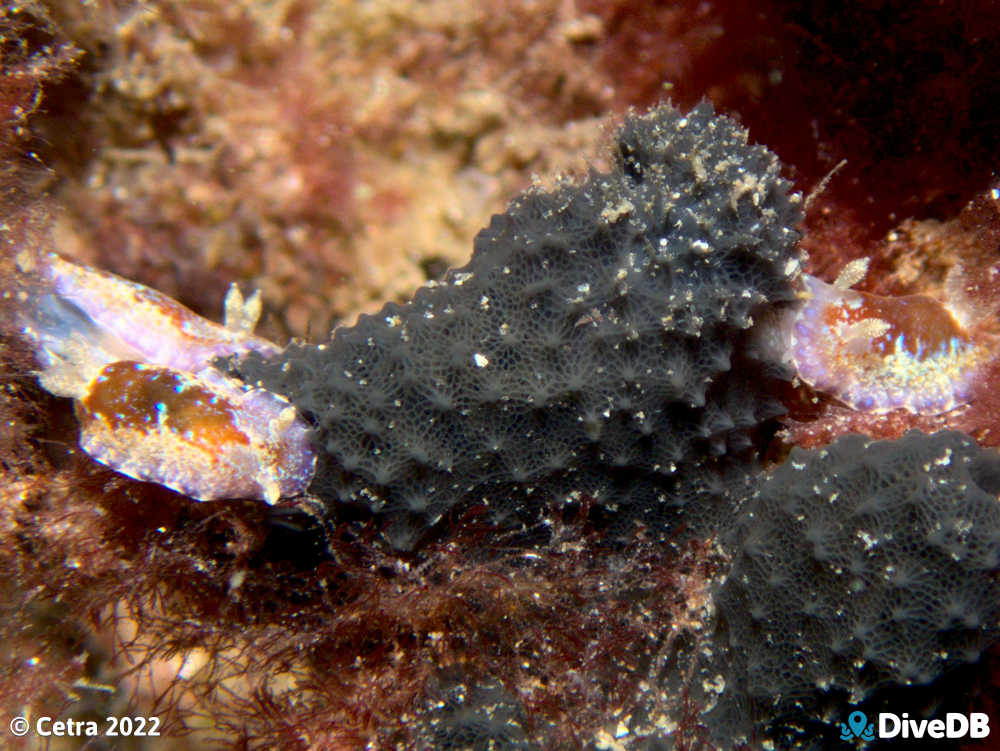 Photo of Chromodoris alternata at Port Noarlunga Jetty. 