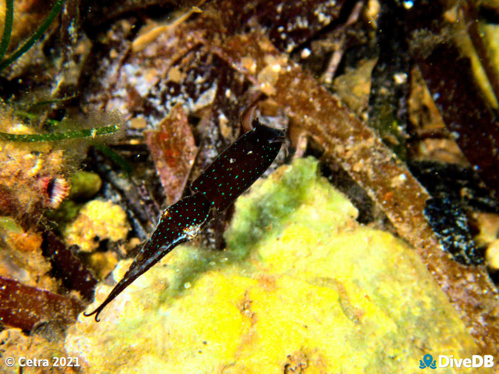 Photo of Southern Pygmy Squid at Ardrossan Jetty. 