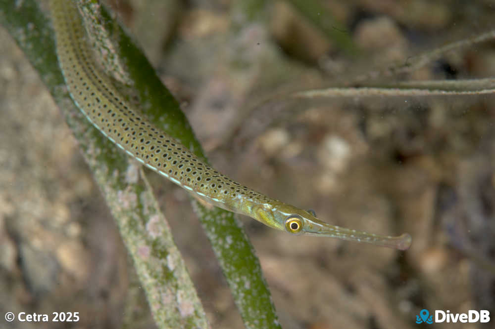 Photo of Spotted Pipefish at Port Hughes Jetty. 