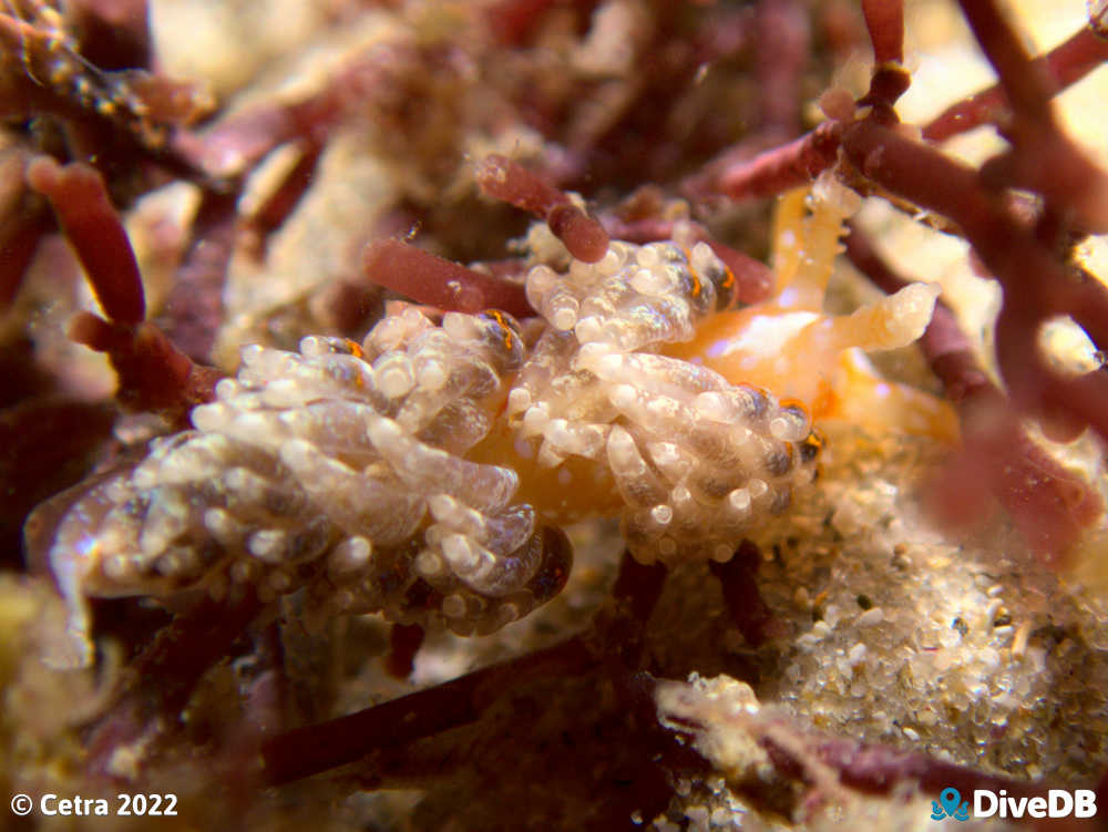 Photo of Austraeolis ornata at Port Noarlunga Jetty. 