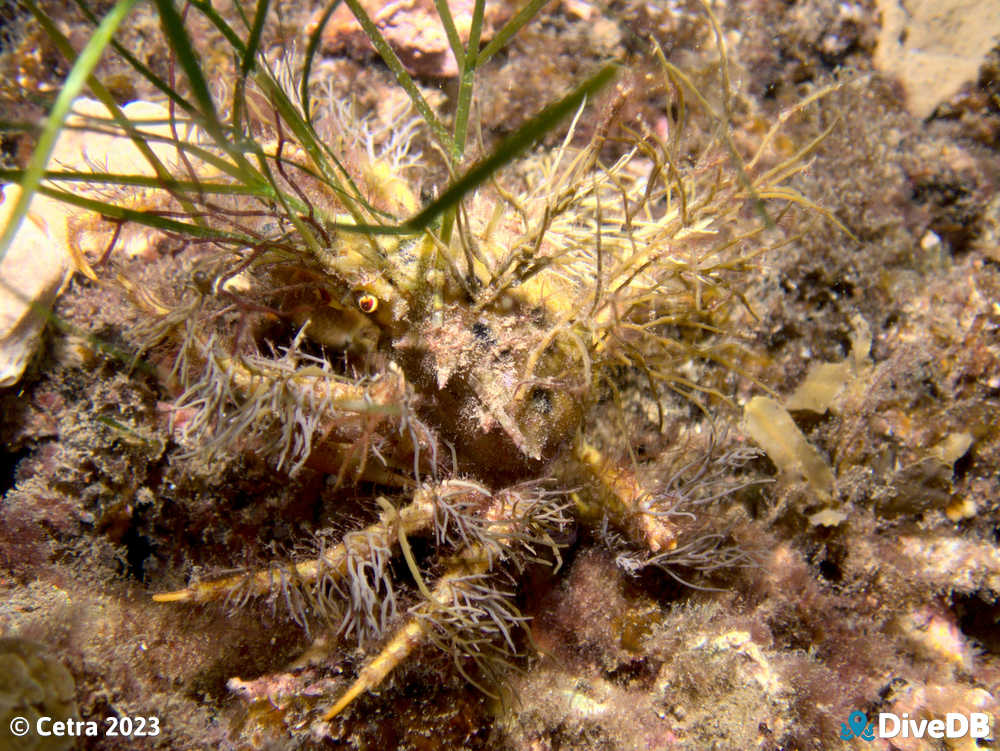 Photo of Decorator Crab at Port Noarlunga Jetty. 