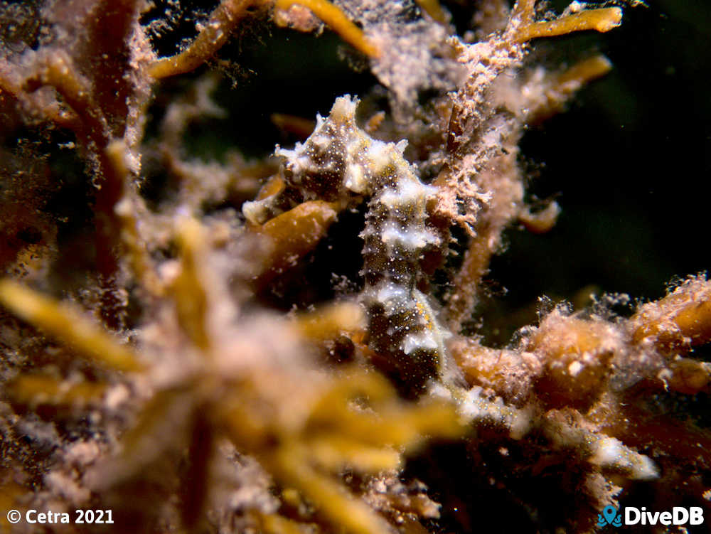 Photo of Shorthead Seahorse at Edithburgh Jetty. 