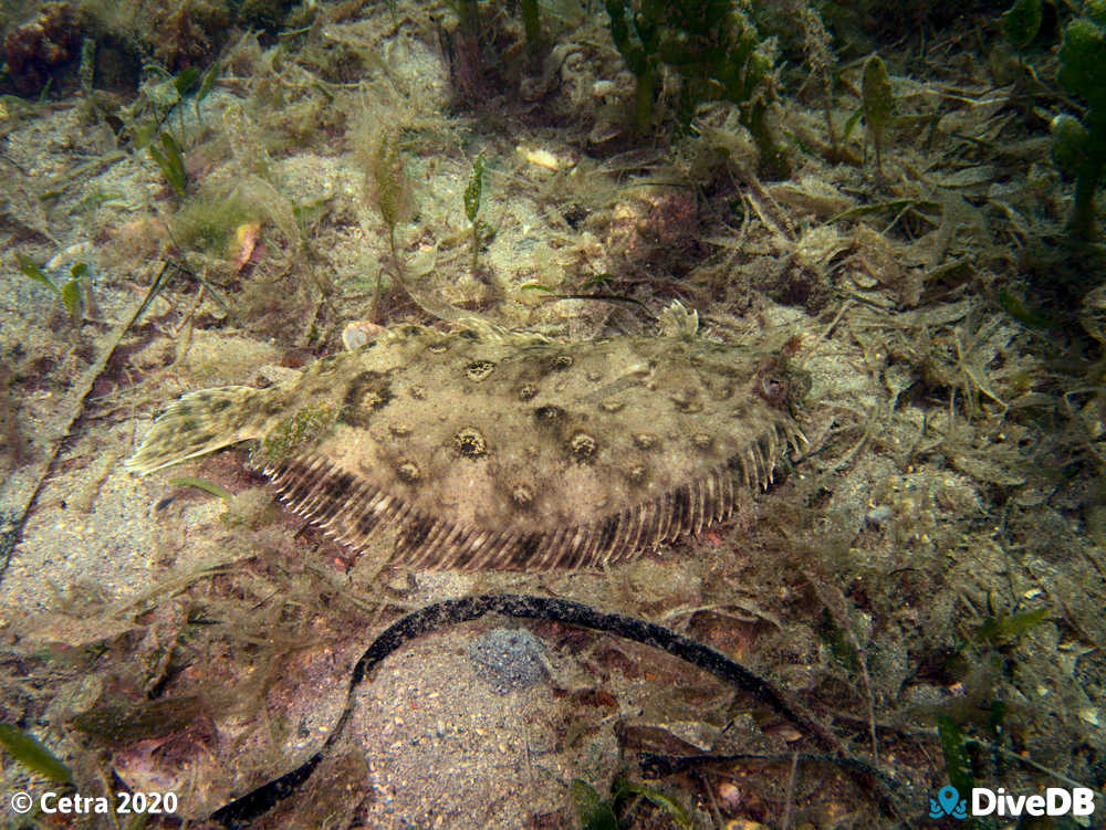 Photo of Flounder at Edithburgh Jetty. 