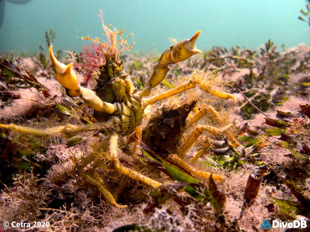 Photo of Decorator Crab at Wool Bay. 