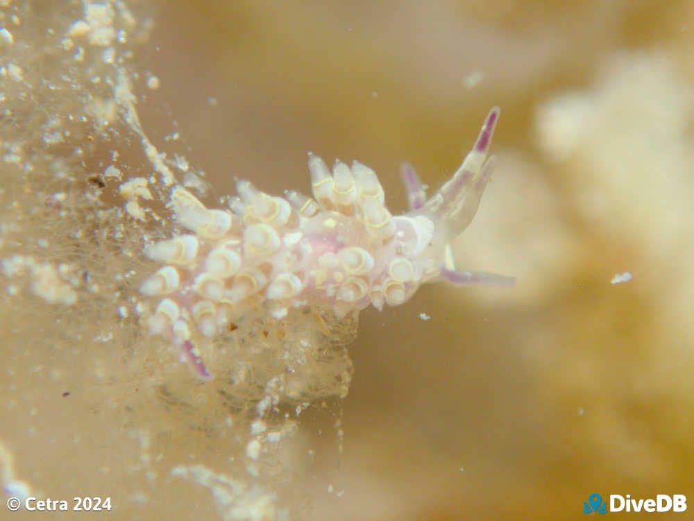 Photo of Trinchesia RB14 at Port Noarlunga Jetty. 