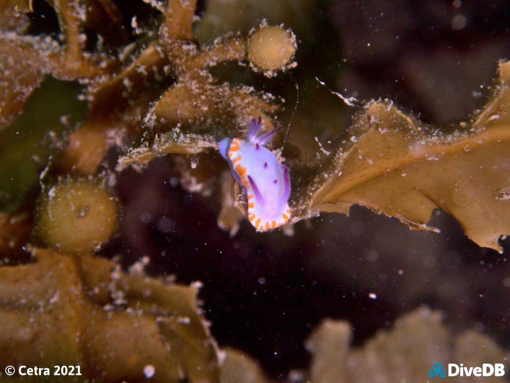 Photo of Mexichromis macropus at Aldinga Pinnacles. 