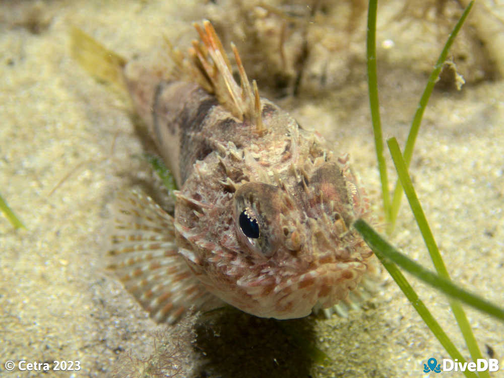 Photo of Gurnard Perch at Port Noarlunga Jetty. 