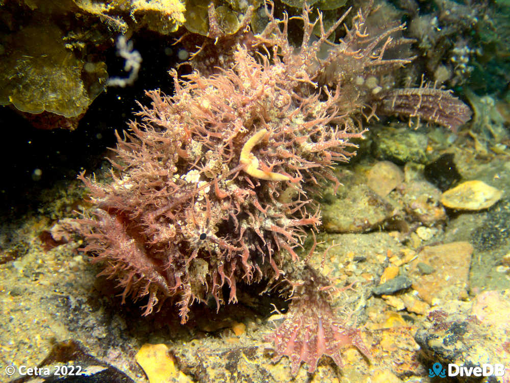 Photo of Angler Fish at Rapid Bay. 