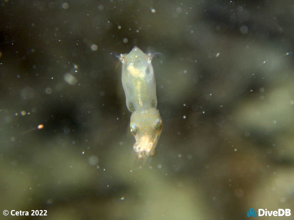 Photo of Southern Pygmy Squid at Ardrossan Jetty. 