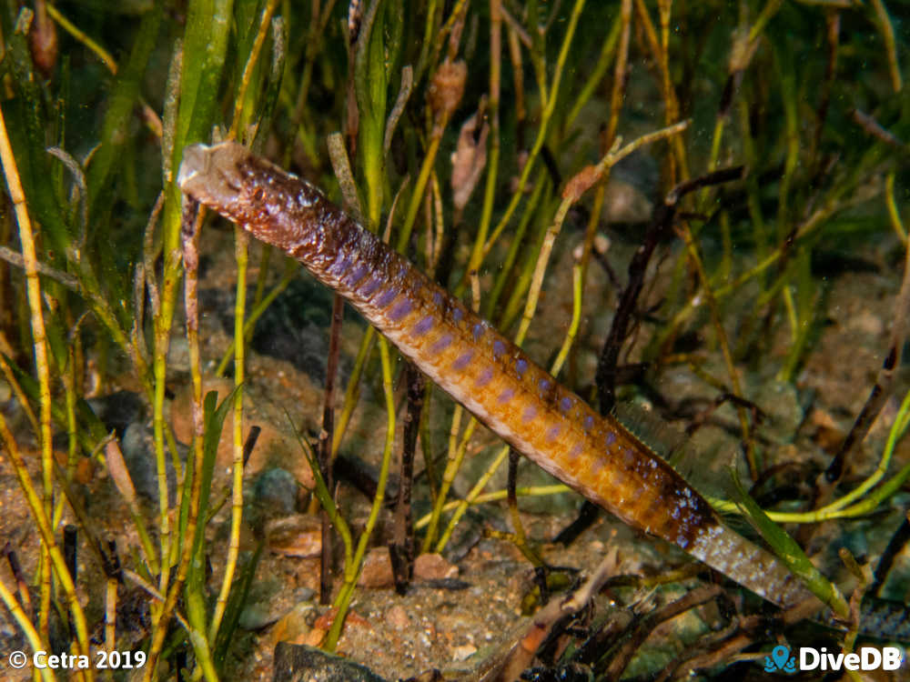 Photo of Rhino Pipefish at Rapid Bay. 