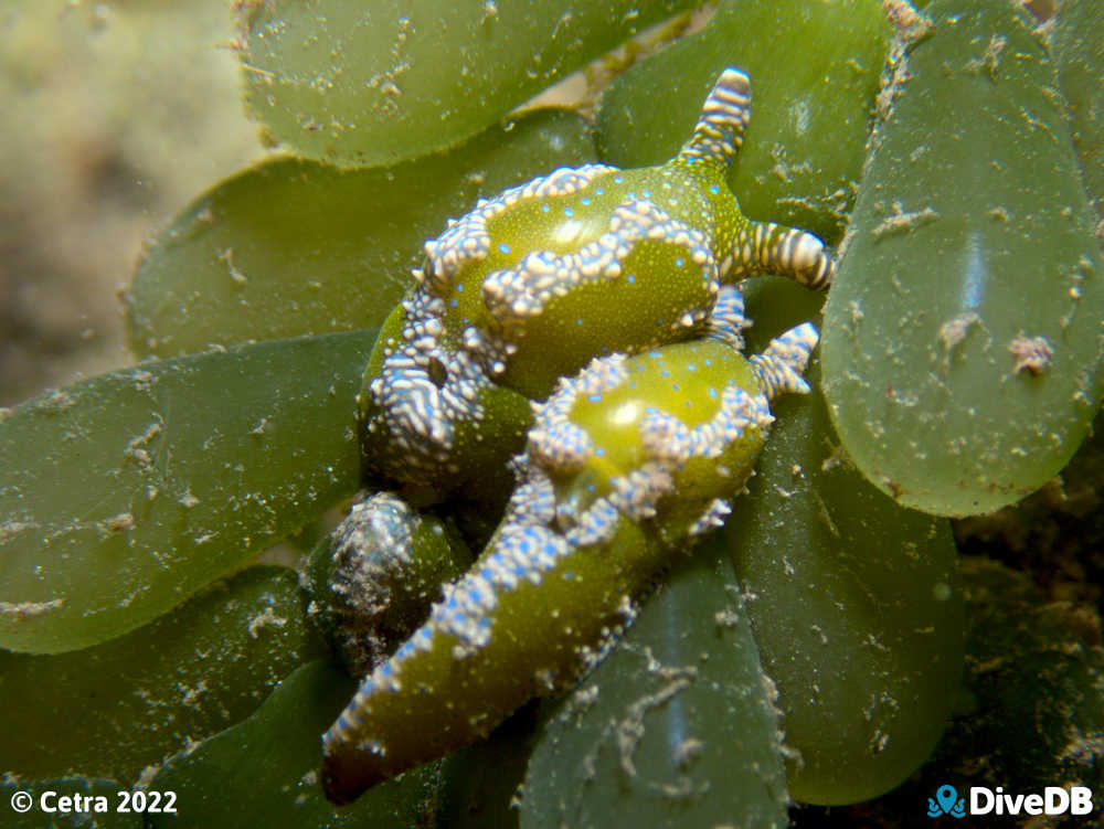 Photo of Dinosaur Nudi at Edithburgh Jetty. 