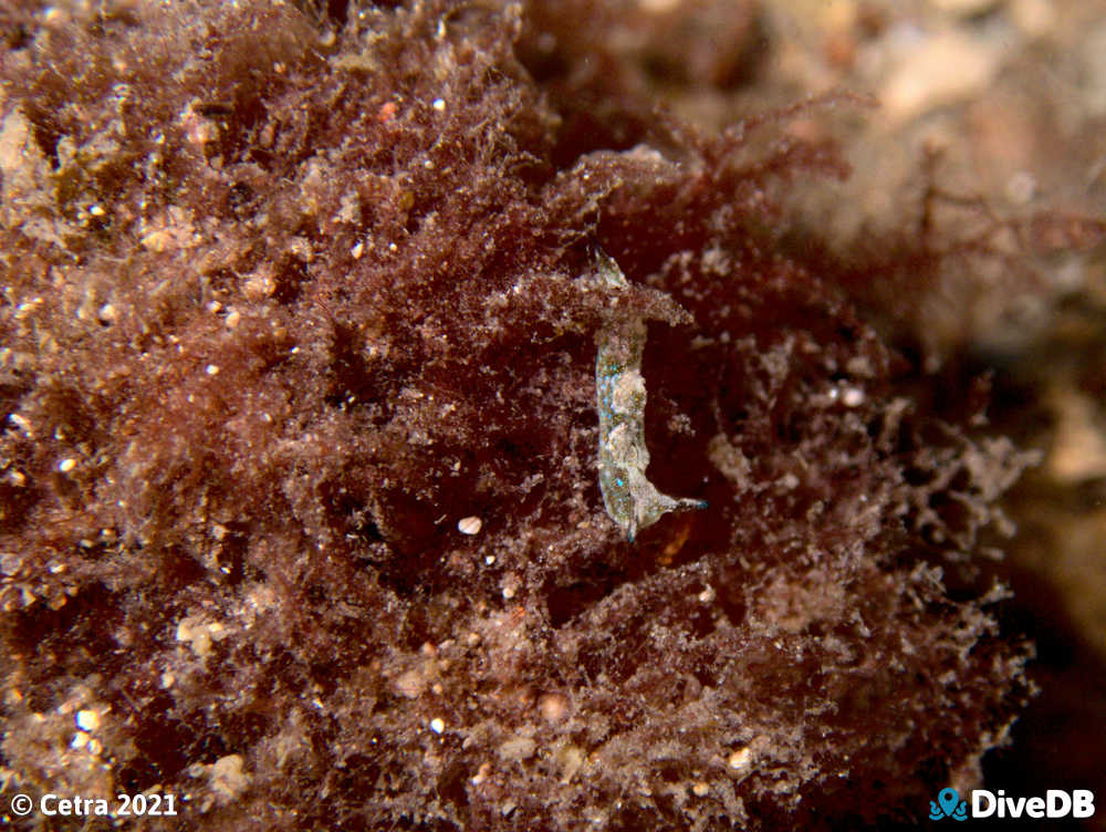 Photo of Disco Slug at Edithburgh Jetty. 