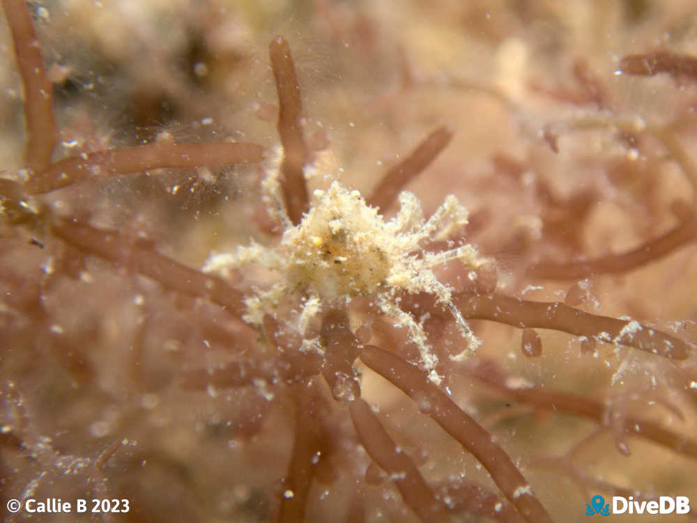 Photo of Decorator Crab at Port Noarlunga Jetty. 