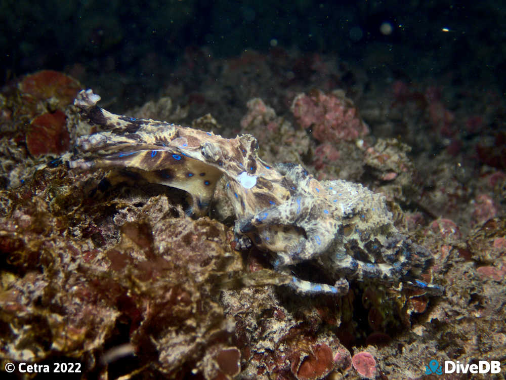 Photo of Blue Ring at Edithburgh Jetty. 