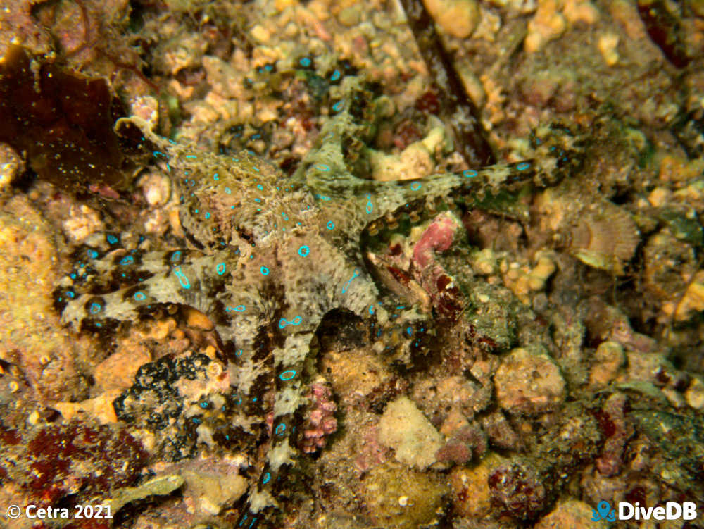 Photo of Blue Ring at Port Hughes Jetty. 