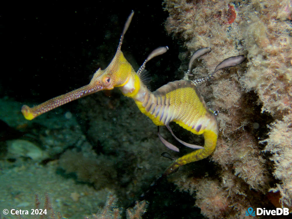 Photo of Weedy Seadragon at Glenelg Tyre Reef. 