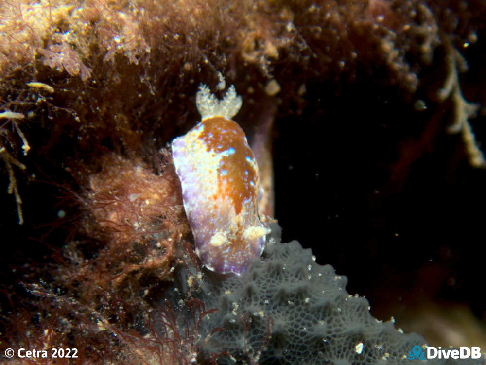 Photo of Chromodoris alternata at Port Noarlunga Jetty. 