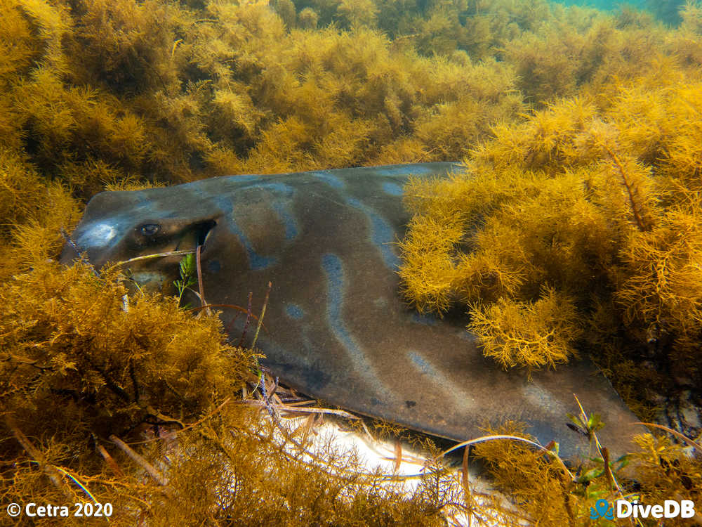 Southern Eagle Ray