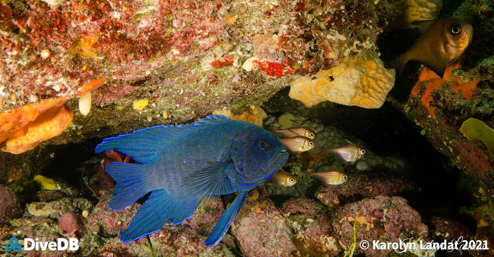 Photo of Southern Blue Devil at Second Valley. 