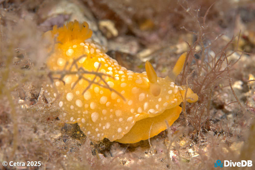 Photo of Fanta at Port Hughes Jetty. 