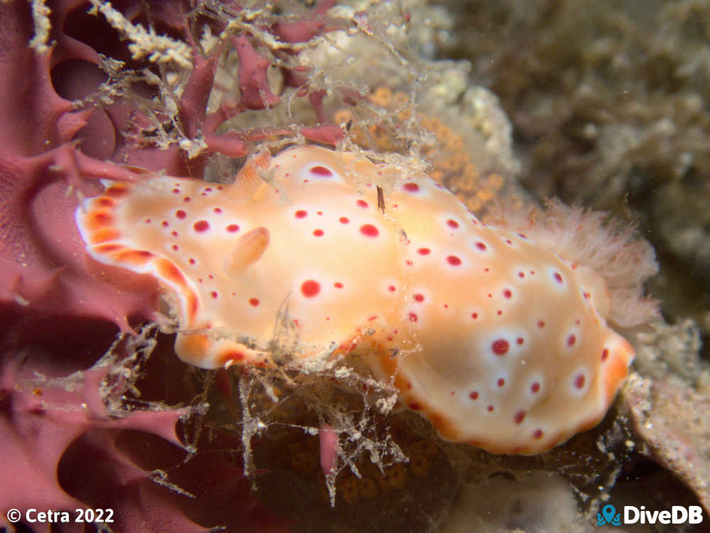 Photo of Haloed Chromodoris at Rapid Bay. 