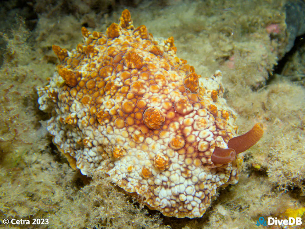 Photo of Hill's Side-Gill Slug at Leather Jacket Alley. 