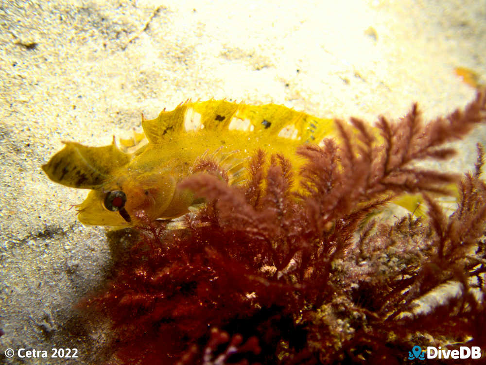 Photo of Yellow Crested Weedfish at Port Noarlunga Jetty. 