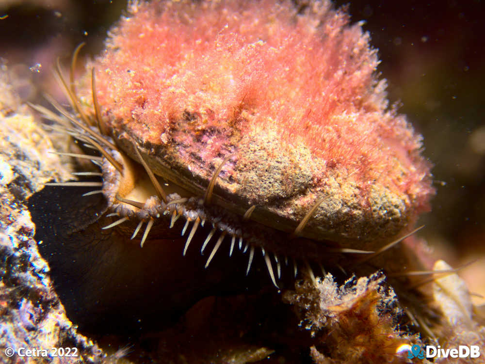 Photo of Abalone at Port Noarlunga Jetty. 