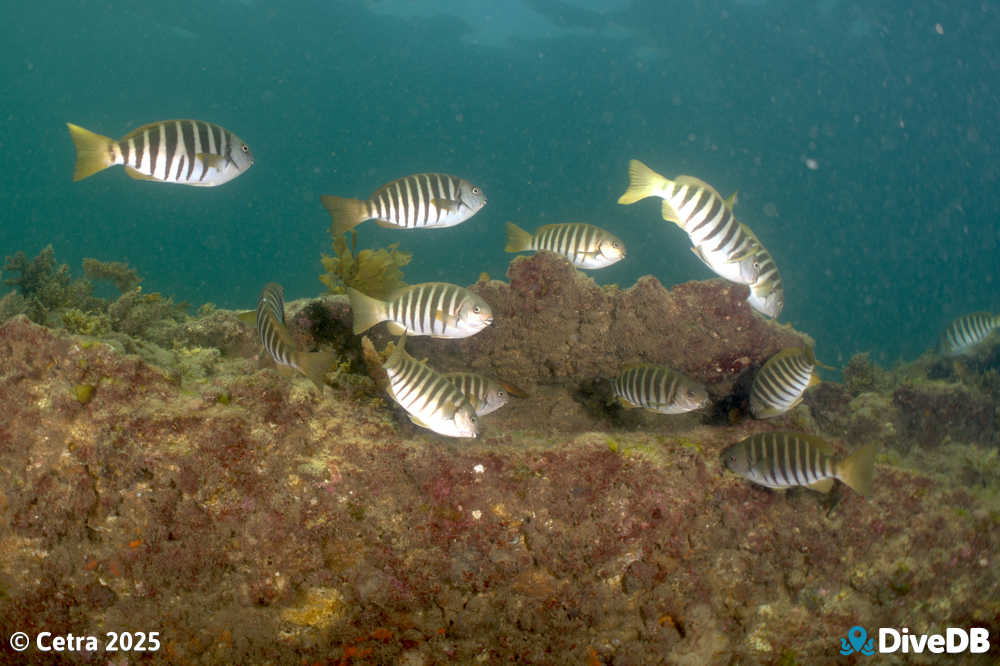 Photo at Aldinga Pinnacles. 