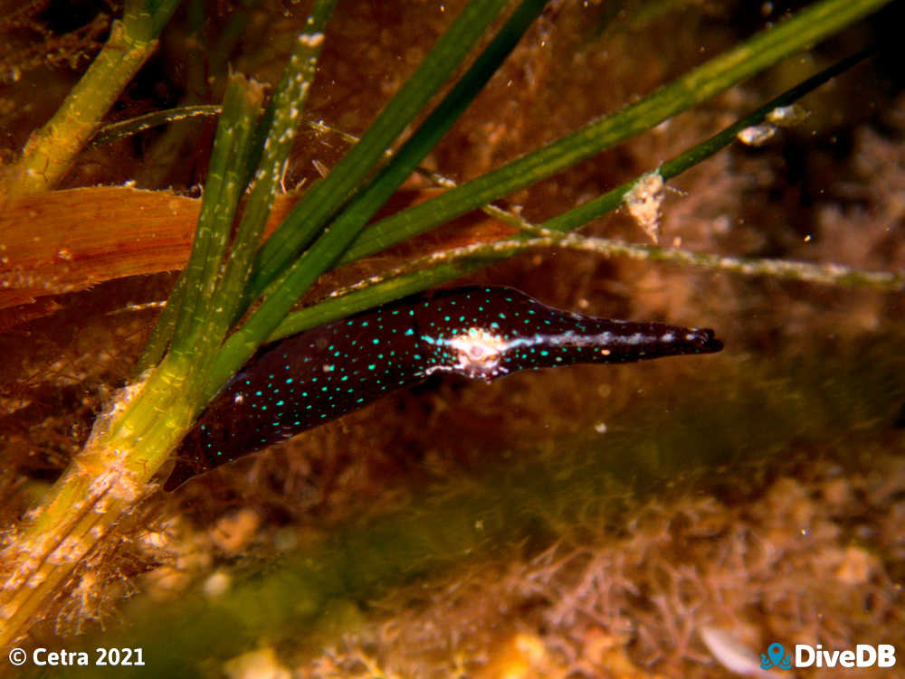 Photo of Southern Pygmy Squid at Ardrossan Jetty. 