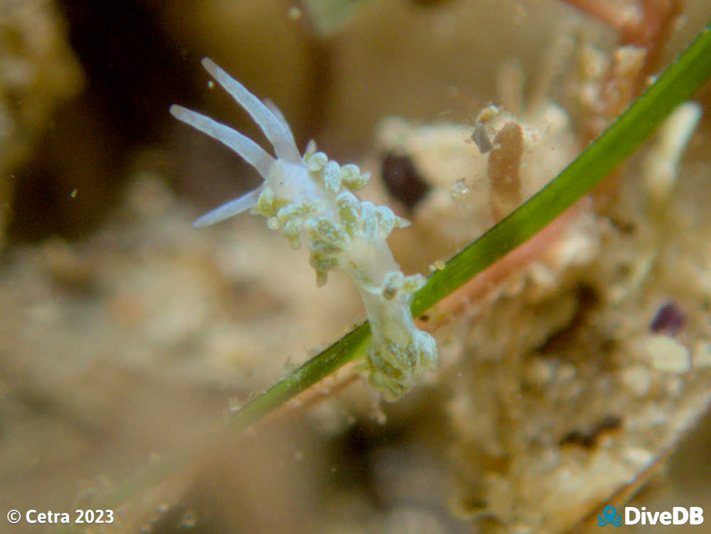 Photo of Tularia bractea at Port Noarlunga Jetty. 