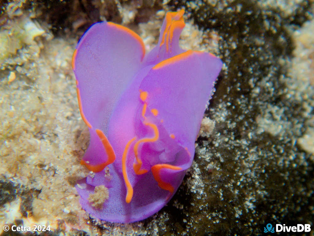 Photo of Batwing Slug at Port Noarlunga Jetty. 