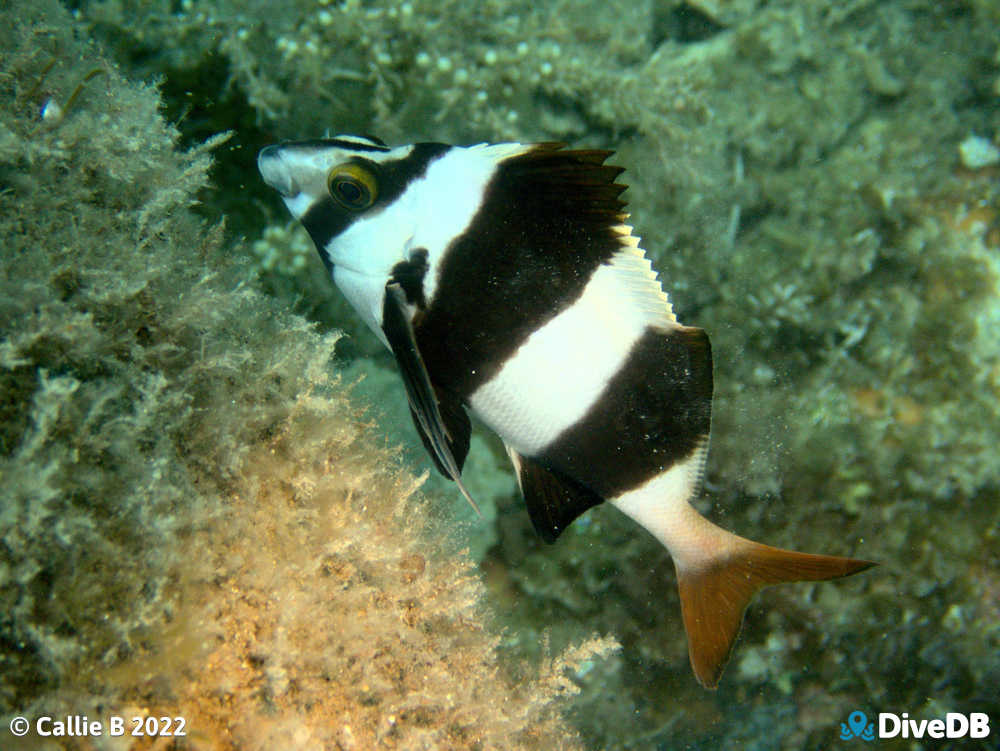 Photo of Magpie Perch at Rapid Bay. 