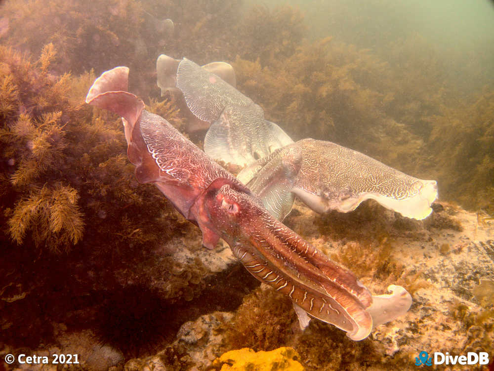 Photo of Cuttlefish at Whyalla Cuttlefish. 