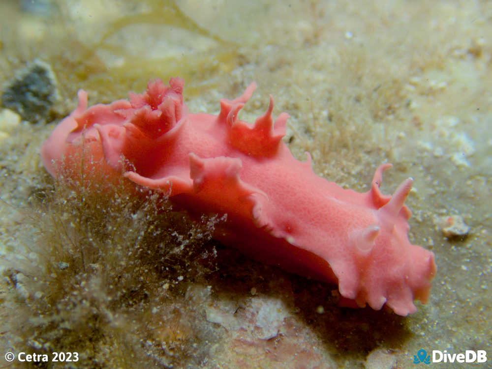 Photo of Verconia verconis at Port Hughes Jetty. 