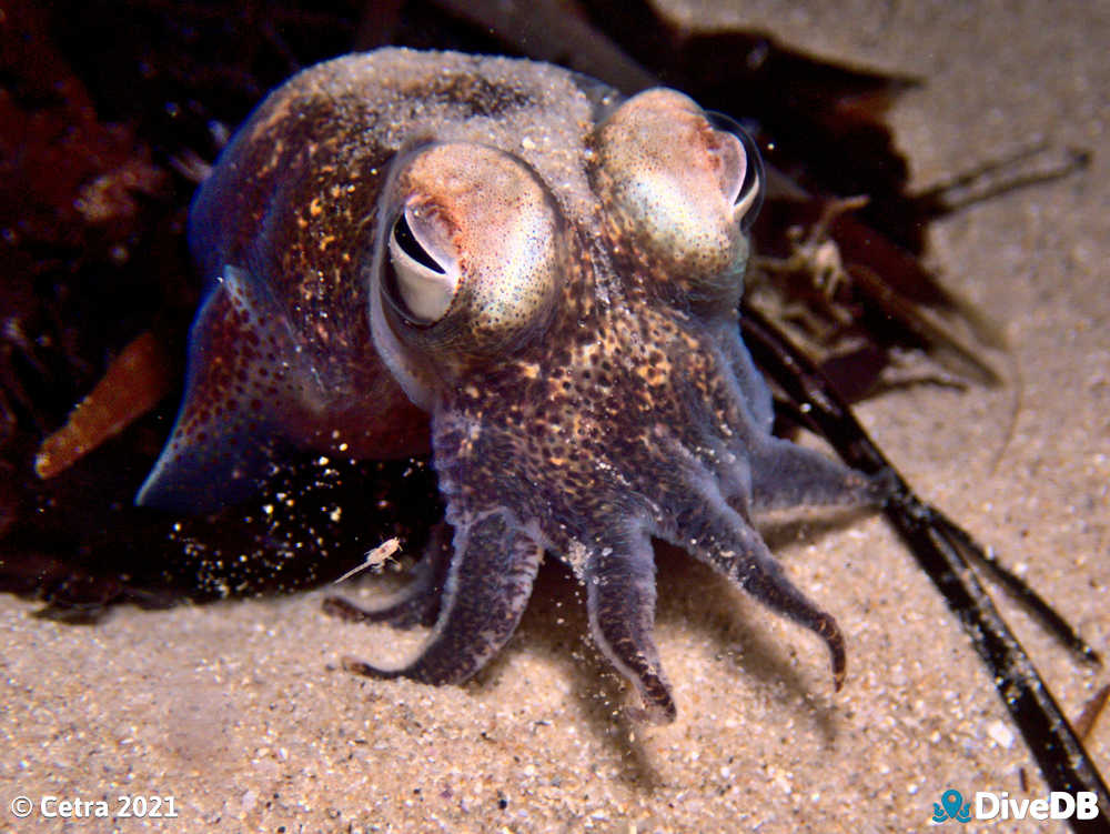 Photo of Bobtail Squid at Port Noarlunga Jetty. 