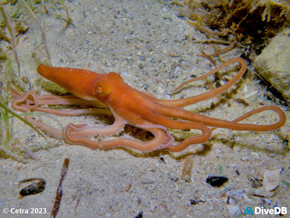 Photo of Sand Octopus at Port Noarlunga Jetty. 