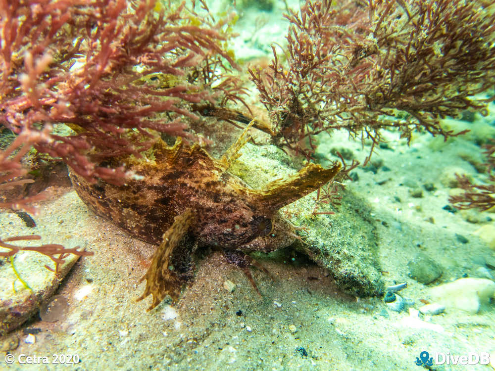 Photo of Yellow Crested Weedfish at Port Noarlunga Jetty. 