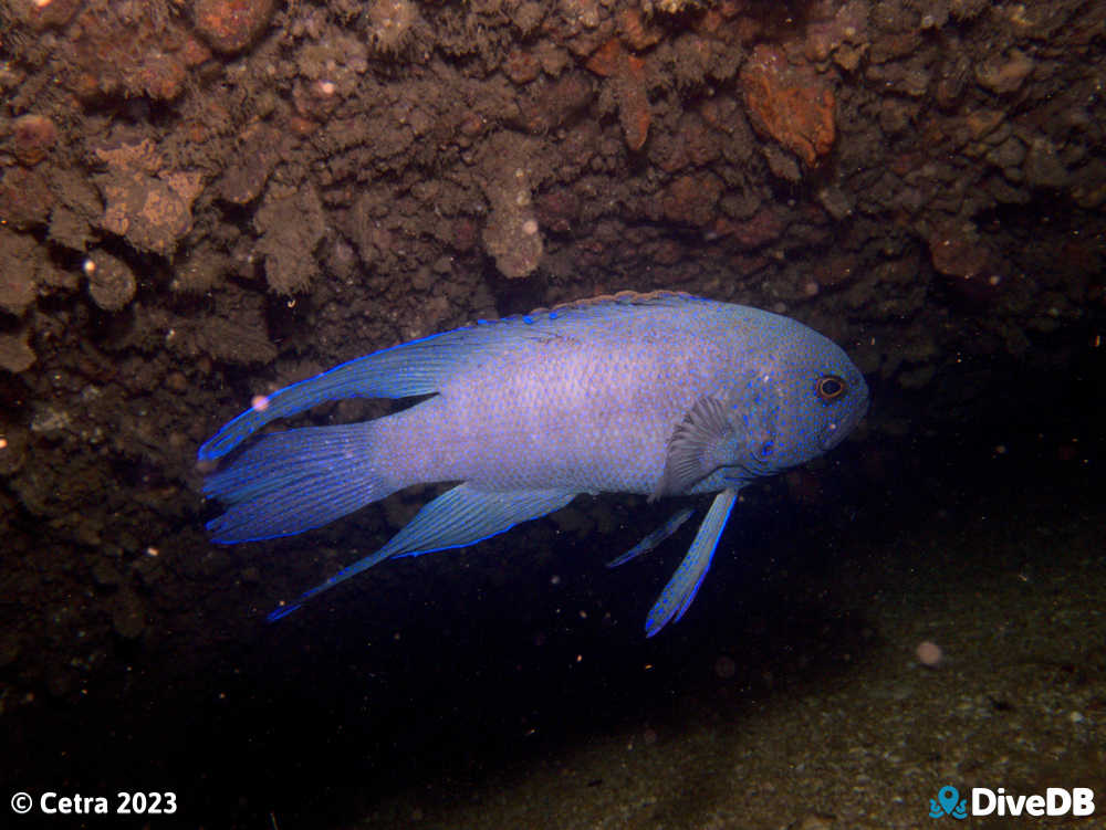 Photo of Southern Blue Devil at Glenelg Dredge. 