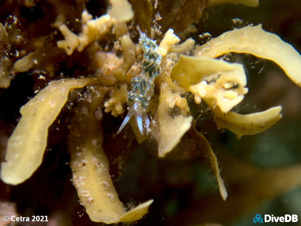 Photo of Tularia bractea at Port Noarlunga Jetty. 